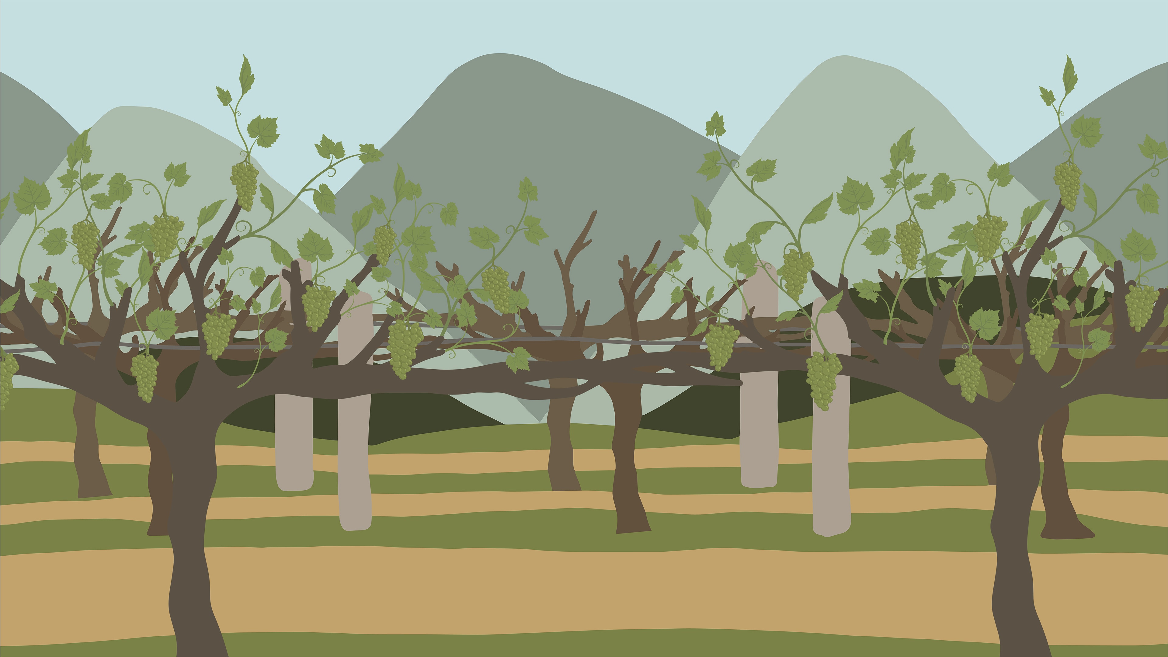 The Wine Story