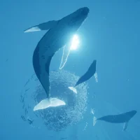 ABZÛ #6096
