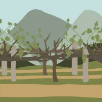 The Wine Story #31802