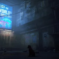 Stray #20803