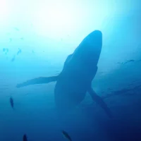Under the Waves #21202