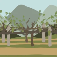 The Wine Story #31799