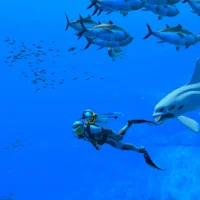 Endless Ocean: Luminous #24461
