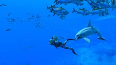 Screenshot Endless Ocean: Luminous