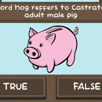 The Pig Quiz #32316