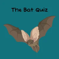 The Bat Quiz #31660