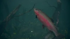 Screenshot Ultimate Fishing Simulator 2
