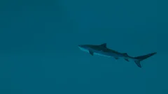 Screenshot Ultimate Fishing Simulator 2