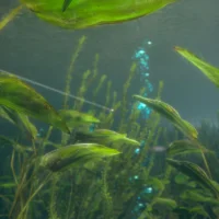 Ultimate Fishing Simulator 2 #21218