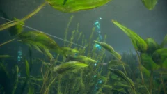 Screenshot Ultimate Fishing Simulator 2