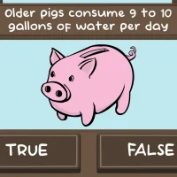 The Pig Quiz #32318