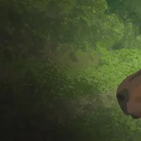 The Capybara P #31676