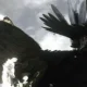 The Last Guardian sarà all'E3?