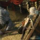 Nuove immagini per l'espansione Blood and Wine di The Witcher 3: Wild Hunt