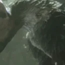 Sony presenterà The Last Guardian all'E3?