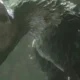 Sony presenterà The Last Guardian all'E3?