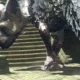 Annunciato The last Guardian atteso per il 2016