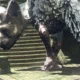 The Last Guardian peserà solamente 15 GB
