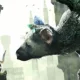 The Last Guardian è stato rimandato al 7 dicembre 2016