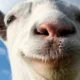 Trailer di lancio di Goat Simulator su PlayStation
