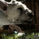 Fumito Ueda parla dello sviluppo di The Last Guardian