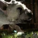 Fumito Ueda parla dello sviluppo di The Last Guardian