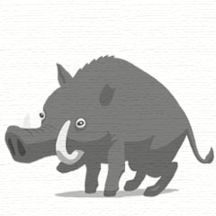 Furia cinghiale