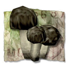 Micologo