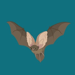 The Bat Quiz